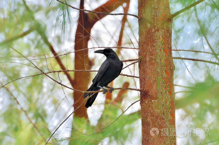 分支树上的乌鸦