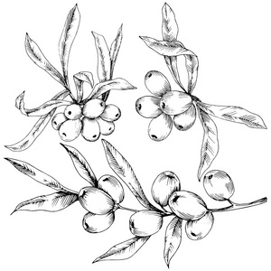 沙棘植物矢量图标白色背景。背景纹理包装图案框架或边框的矢量花