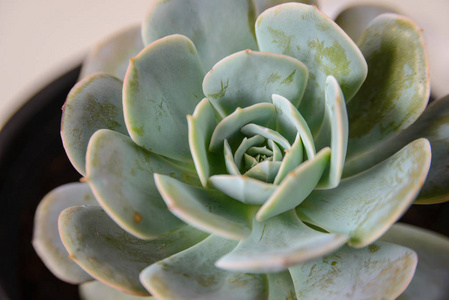 echeveria 叶的层状, 仙人掌关闭视图