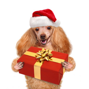 狗在红色的圣诞帽礼物