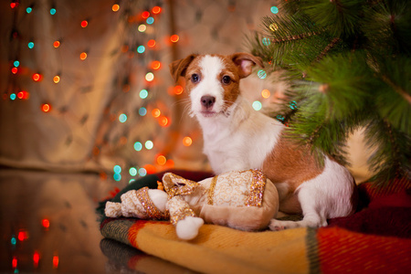 狗杰克罗素梗犬。小狗。圣诞节，圣诞节的假期