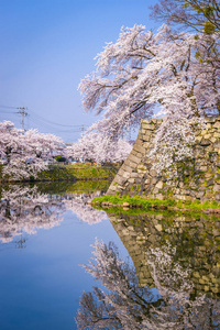 彦根城堡护城河