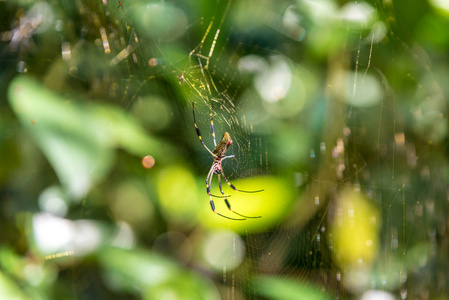 蜘蛛的特写在网在自然背景下