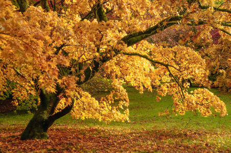 westonbirt 植物园