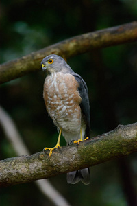 shikra accipiter badius