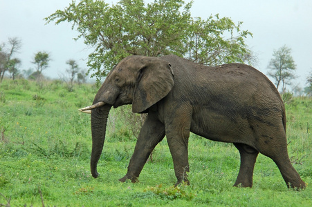 野生动物 非洲大象