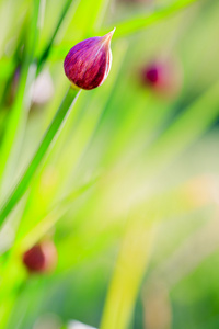 草药园开花韭菜在花园里