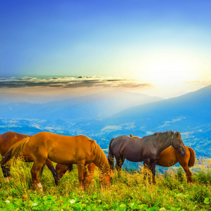 一群棕色的马在山地牧场上放牧