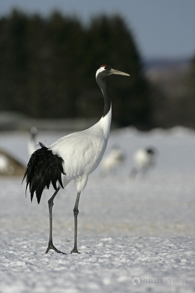 丹顶鹤或日本起重机丹顶鹤