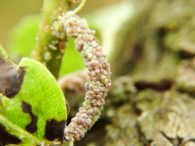 植物虱子在树上照片