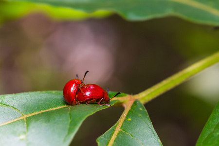 红瓢虫rd dam skalbaggar