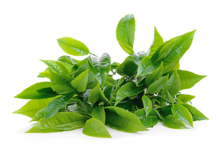 新鲜绿茶叶图片-新鲜绿茶叶素材-新鲜绿茶叶插画-摄图新视界