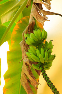在一棵香蕉树上的香蕉