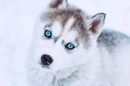 冬天的肖像可爱的蓝眼睛沙哑的小狗对雪的自然背景