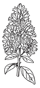 白色的花朵是女贞植物的顶端。附卵状的叶子是对立的。花开花几乎是有吸引力的, 复古线条画或雕刻插图