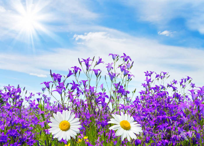 夏日明亮的景色美丽的花朵的钟声和洋甘菊蓝天白云