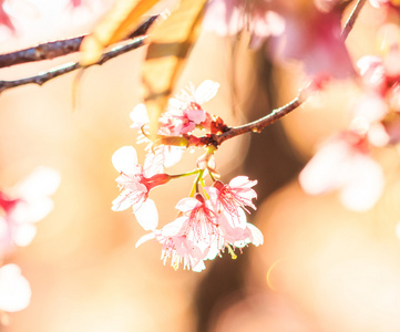 樱花鲜花背景