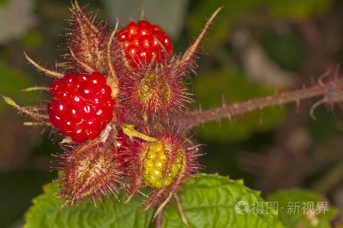 鲜生红莓浆果特写照片