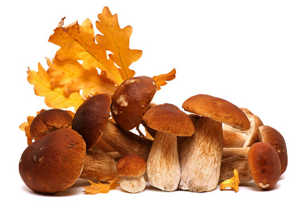 菇菌菇图片-菇菌菇素材-菇菌菇插画-摄图新视界