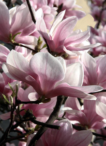 粉红色的玉兰树，春天的花
