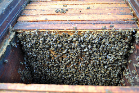蜂巢中蜜蜂