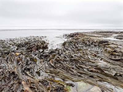 大西洋群岛巨型海藻, 大西洋, 福克兰群岛马尔维纳斯群岛的巨大纠结