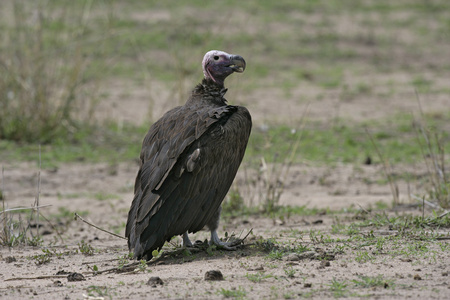 一只枯叶秃鹫，torgos tracheliotus