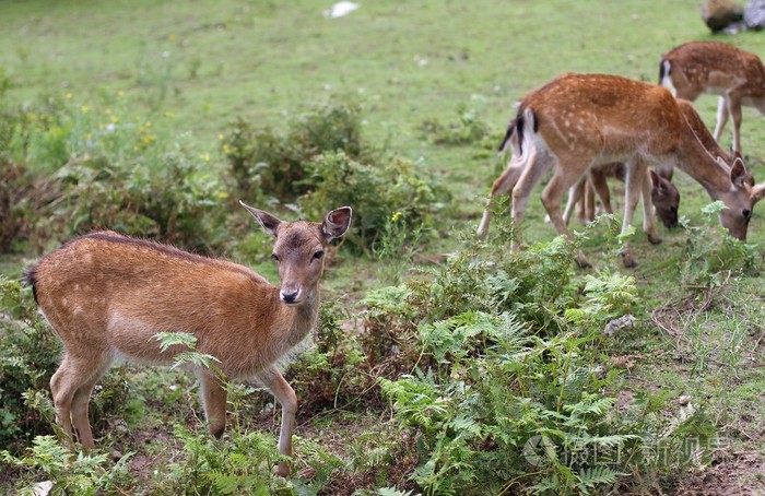 在山上放牧的獐鹿
