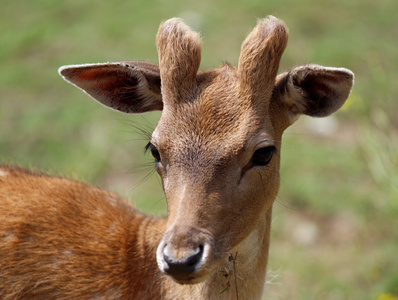 安迪尔在山上放牧的幼鹿照片