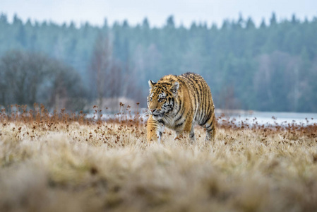 亚洲第一的濒危动物：西伯利亚虎在自然森林中的休息