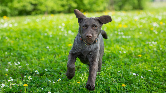 小狗拉布拉多黑色猎犬狗肖像室外跑步