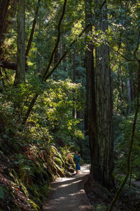 穆尔森林在加利福尼亚州，美国旧金山附近的国家纪念碑