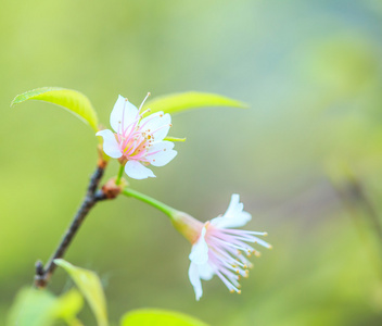 樱花盛开