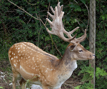 安迪尔雄伟的鹿,大角山照片