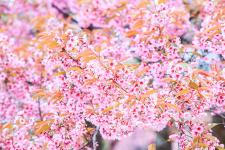 樱花盛开