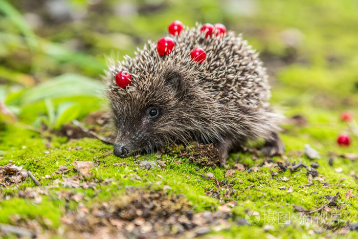 野生刺猬照片-正版商用图片083ecz-摄图新视界