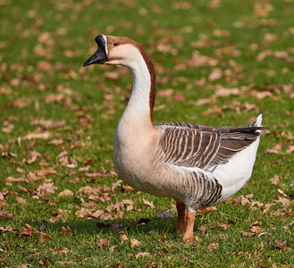 国内的天鹅天鹅鹅大雁 cygnoides照片