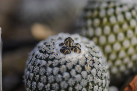 仙人掌 Turbinicarpus valdezianus 芽对模糊背景