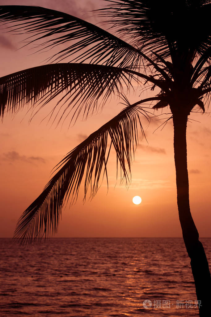 在日落的热带海滩棕榈树剪影.橘黄色的夕阳