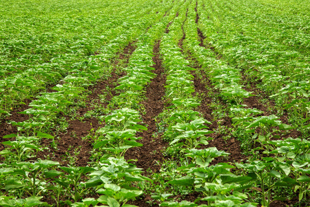 向日葵苗图片 向日葵苗素材 向日葵苗插画 摄图新视界