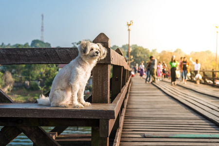 小狗快乐当度假旅行在木桥