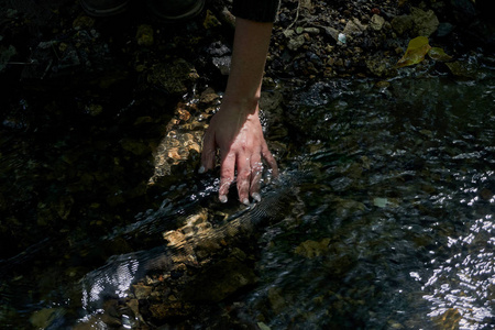 一个年轻的女孩握着她的手在一个干净凉爽的小溪在阳光照射下的夏日温暖的一天