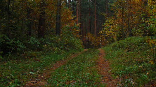 漫步在森林的秋天在公园美丽的绿树自然