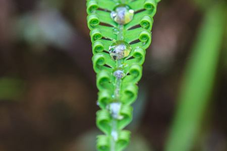 绿色蕨类植物叶子上的水珠图片