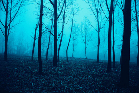 森林与雾