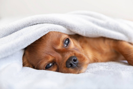 可爱的小狗放松软毯下