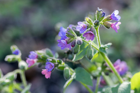 Pulmonaria, 早春开花药草, 粉红色紫色和蓝色紫色花朵, 阳光下绿叶