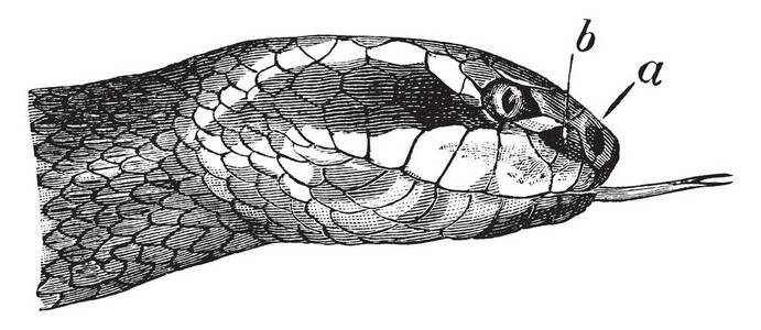坑毒蛇是在欧亚大陆和美洲发现的有毒毒蛇的一个家族, 复古线条画或雕刻插图
