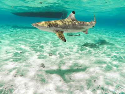 在法国波利尼西亚的波拉波拉岛上的鲨鱼和 Arraias 在这个岛上的天堂和蓝绿色的水浮潜。大洋太平洋