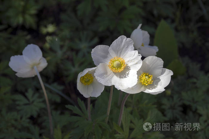 海葵的雪白色也叫雪花莲海葵 常年开花的植物在日光下 组花照片 正版商用图片0plt 摄图新视界